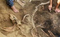 Archeolodzy odkryli szkielet jelenia sprzed ok. 4 tysięcy lat