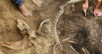 Archeolodzy odkryli szkielet jelenia sprzed ok. 4 tysięcy lat Archeolodzy odkryli szkielet jelenia sprzed ok. 4 tysięcy lat