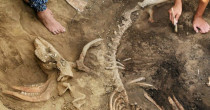 Archeolodzy odkryli szkielet jelenia sprzed ok. 4 tysięcy lat Archeolodzy odkryli szkielet jelenia sprzed ok. 4 tysięcy lat