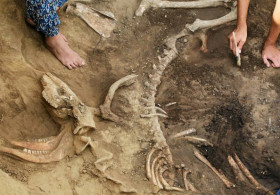 Archeolodzy odkryli szkielet jelenia sprzed ok. 4 tysięcy lat
